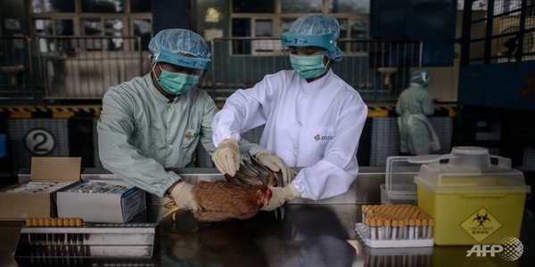 சீனாவில் பரவியுள்ள புதிய வகை பறவை காய்ச்சலுக்கு 62 பேர் பலி!… post thumbnail image